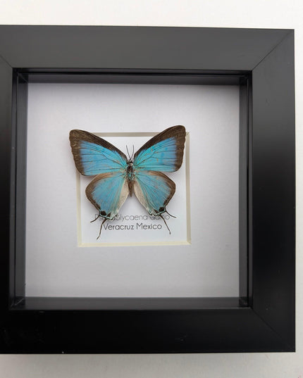 Framed sky-blue hairstreak butterfly, taxidermy wall decor (4" x 4")