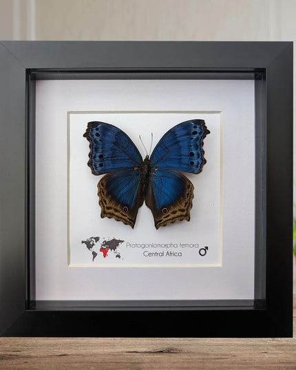 Framed blue mother-of-pearl butterfly - central africa (6" x 6")