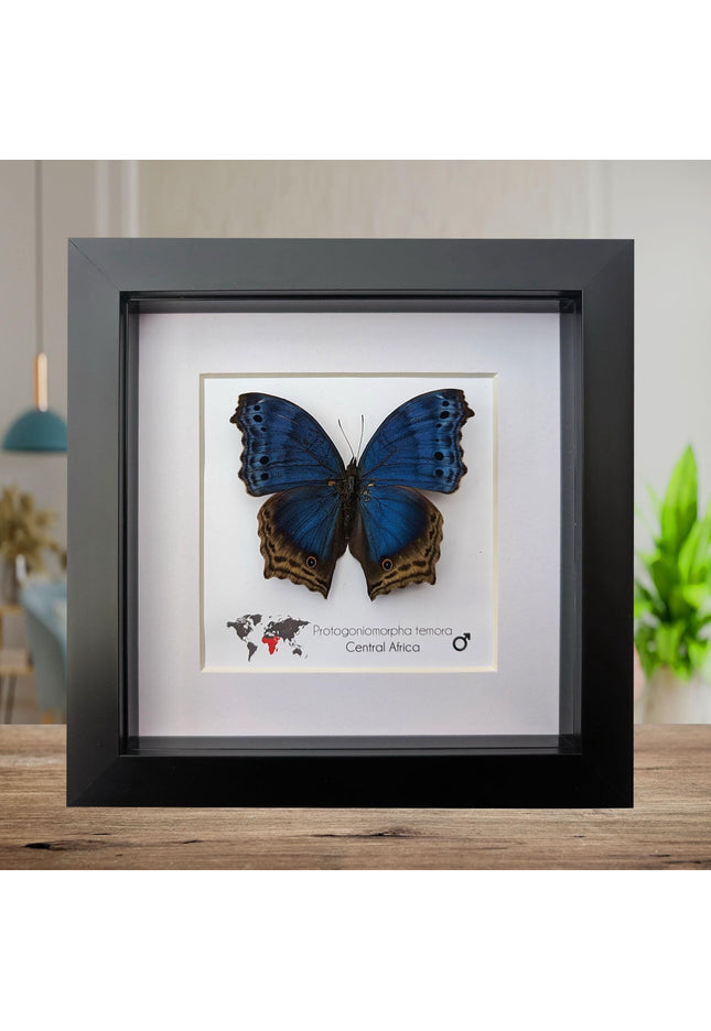 Framed blue mother-of-pearl butterfly - central africa (6" x 6")