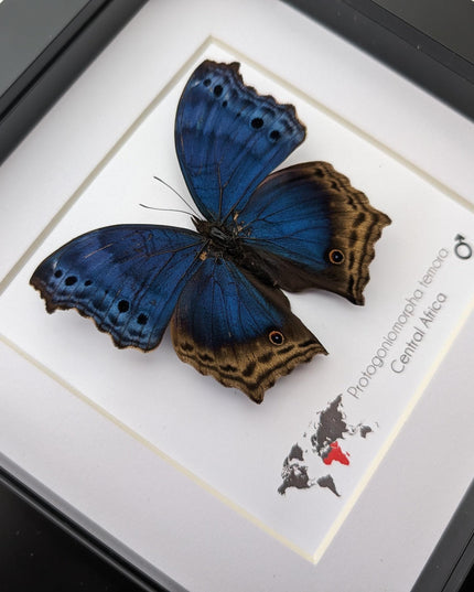 Framed blue mother-of-pearl butterfly - central africa (6" x 6")