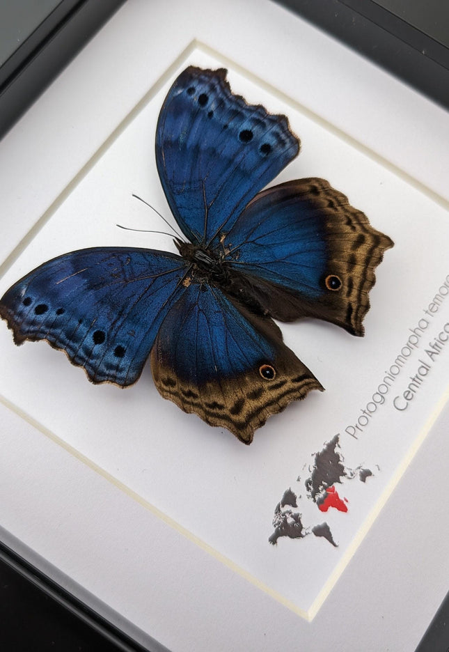 Framed blue mother-of-pearl butterfly - central africa (6" x 6")