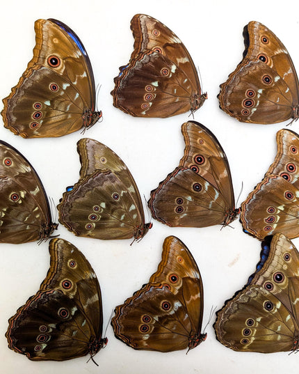 Morpho didius butterfly taxidermy, giant blue papered specimen, set of 10