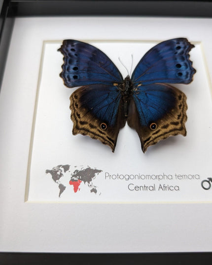 Framed blue mother-of-pearl butterfly - central africa (6" x 6")