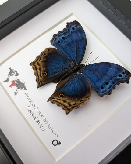 Framed blue mother-of-pearl butterfly - central africa (6" x 6")