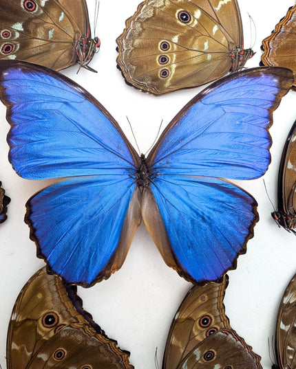Morpho didius butterfly taxidermy, giant blue papered specimen, set of 10