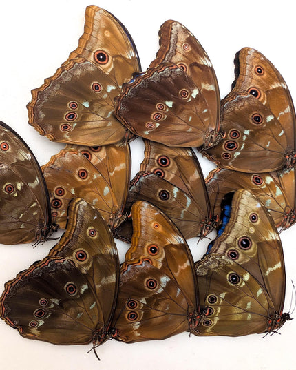 Morpho didius butterfly taxidermy, giant blue papered specimen, set of 10