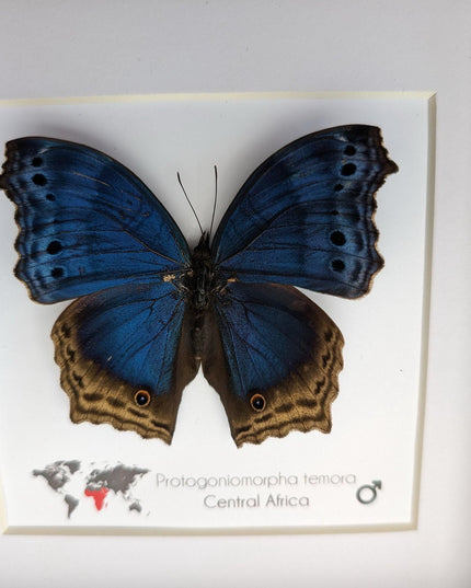 Framed blue mother-of-pearl butterfly - central africa (6" x 6")