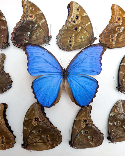 Morpho didius butterfly taxidermy, giant blue papered specimen, set of 10