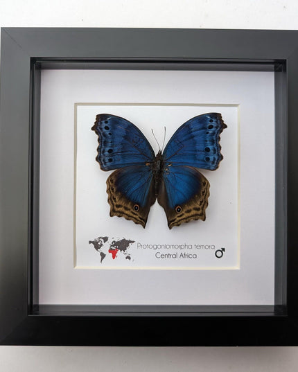 Framed blue mother-of-pearl butterfly - central africa (6" x 6")