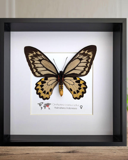 Framed ornithoptera croesus: wallace's golden birdwing butterfly (10" x 10")