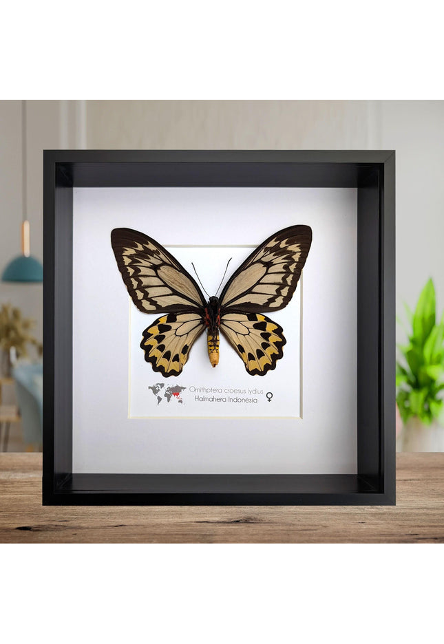 Framed ornithoptera croesus: wallace's golden birdwing butterfly (10" x 10")