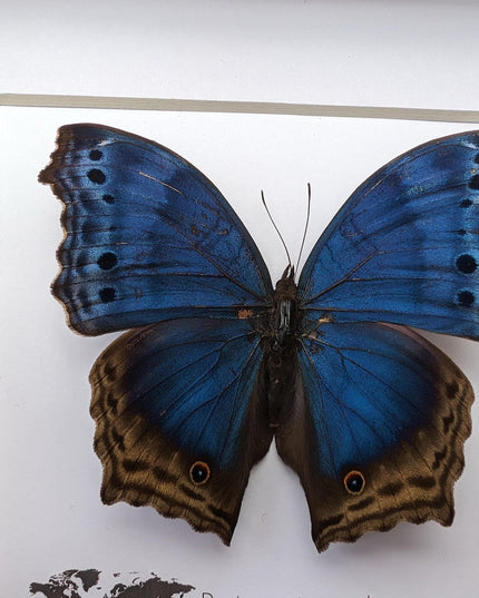 Framed blue mother-of-pearl butterfly - central africa (6" x 6")