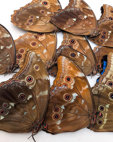 Morpho didius butterfly taxidermy, giant blue papered specimen, set of 10