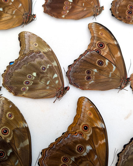 Morpho didius butterfly taxidermy, giant blue papered specimen, set of 10
