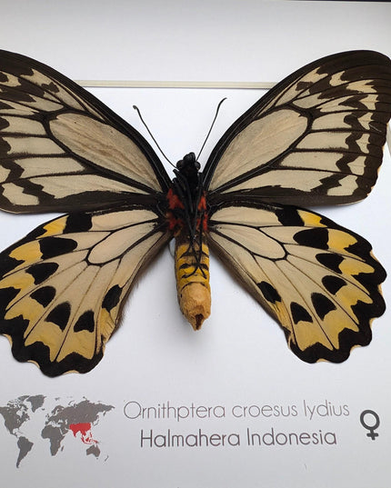 Framed ornithoptera croesus: wallace's golden birdwing butterfly (10" x 10")