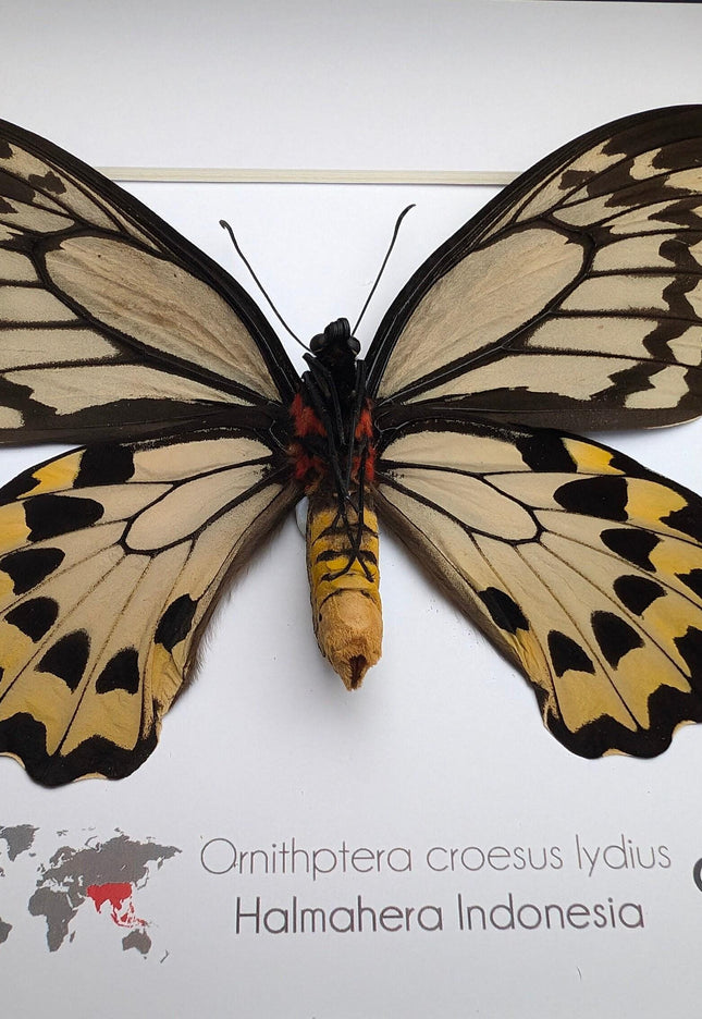 Framed ornithoptera croesus: wallace's golden birdwing butterfly (10" x 10")