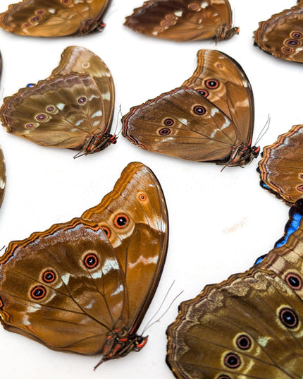 Morpho didius butterfly taxidermy, giant blue papered specimen, set of 10