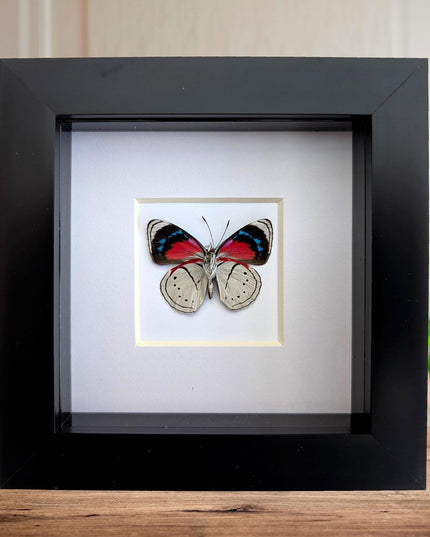 Perisama vanika butterfly taxidermy: framed peruvian art (4" x 4")