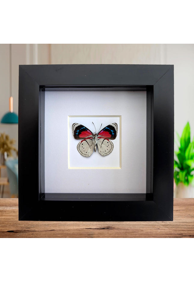Perisama vanika butterfly taxidermy: framed peruvian art (4" x 4")