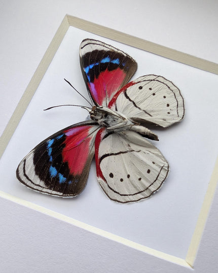 Perisama vanika butterfly taxidermy: framed peruvian art (4" x 4")