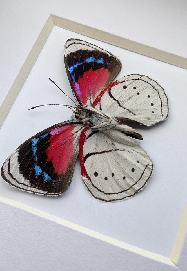 Perisama vanika butterfly taxidermy: framed peruvian art (4" x 4")