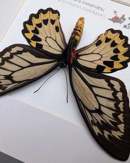 Framed ornithoptera croesus: wallace's golden birdwing butterfly (10" x 10")