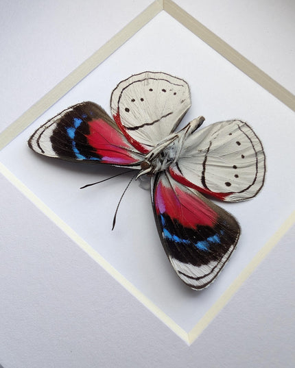 Perisama vanika butterfly taxidermy: framed peruvian art (4" x 4")