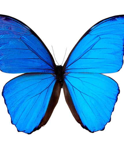 Morpho didius butterfly taxidermy, giant blue papered specimen, set of 10
