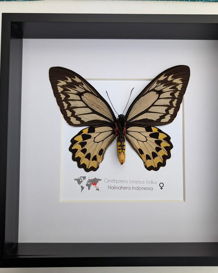Framed ornithoptera croesus: wallace's golden birdwing butterfly (10" x 10")