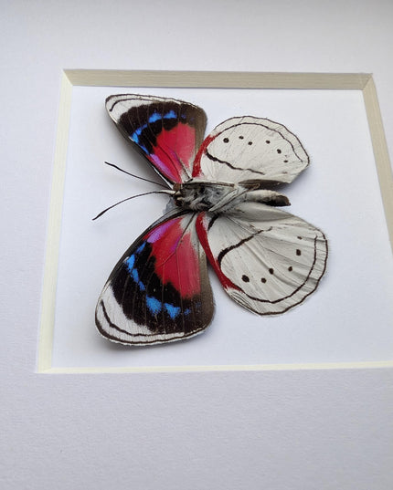 Perisama vanika butterfly taxidermy: framed peruvian art (4" x 4")