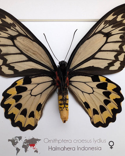 Framed ornithoptera croesus: wallace's golden birdwing butterfly (10" x 10")