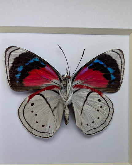 Perisama vanika butterfly taxidermy: framed peruvian art (4" x 4")