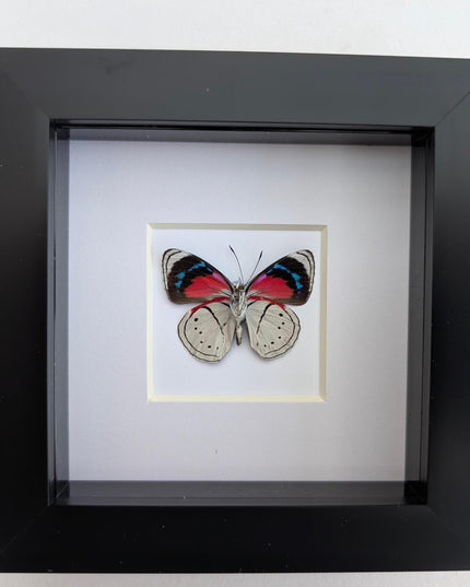 Perisama vanika butterfly taxidermy: framed peruvian art (4" x 4")