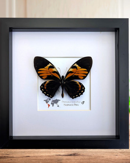 Framed bacchus swallowtail butterfly taxidermy: ethically sourced nature art (8x8)