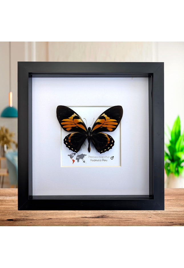Framed bacchus swallowtail butterfly taxidermy: ethically sourced nature art (8x8)