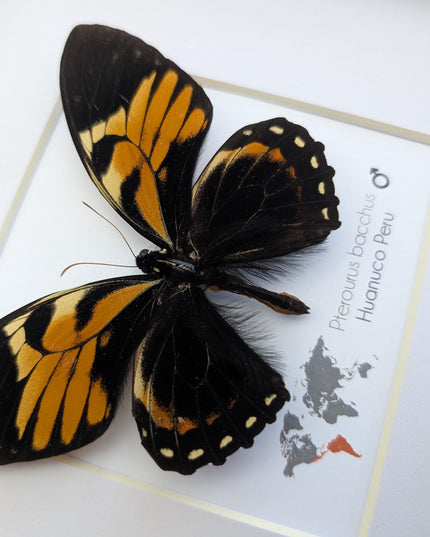 Framed bacchus swallowtail butterfly taxidermy: ethically sourced nature art (8x8)