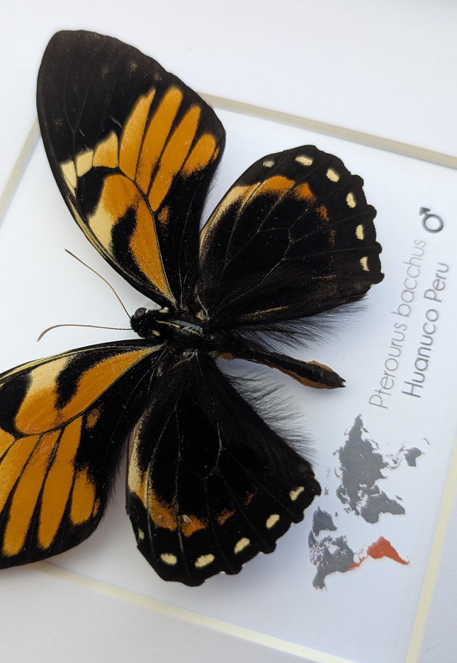 Framed bacchus swallowtail butterfly taxidermy: ethically sourced nature art (8x8)