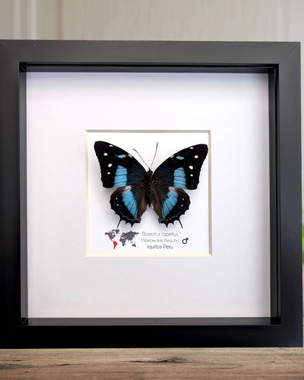 Framed baeotus japetus butterfly, taxidermy entomology wall decor (8x8)