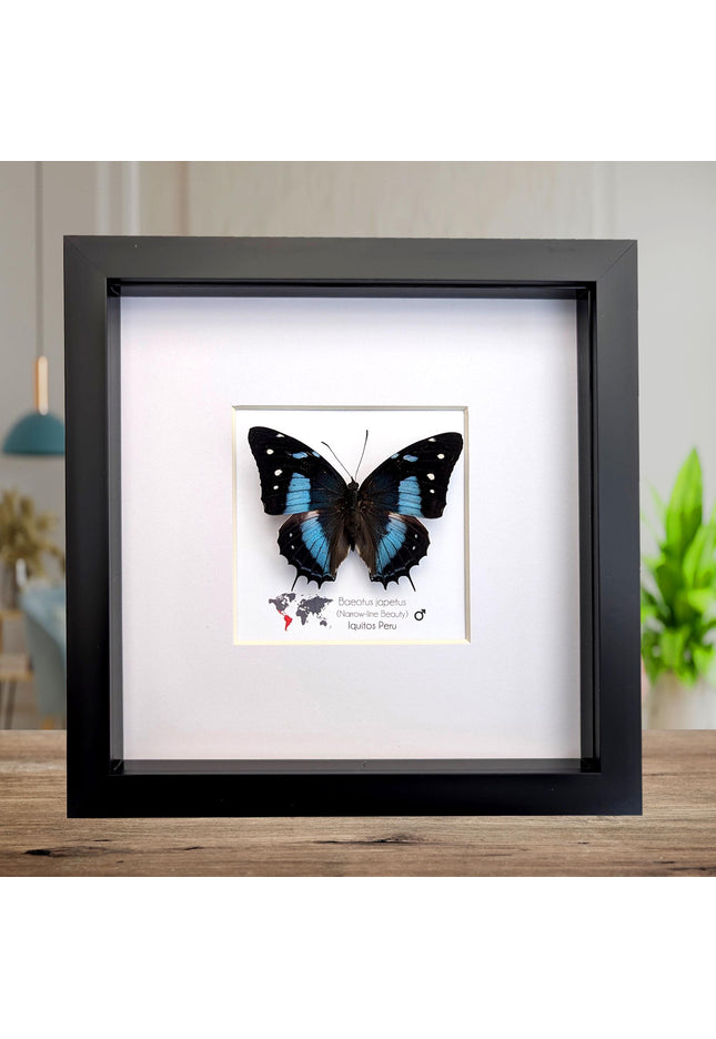 Framed baeotus japetus butterfly, taxidermy entomology wall decor (8x8)