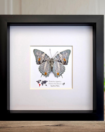 Framed bluemark butterfly, taxidermy wall decor, entomology gift (8x8)