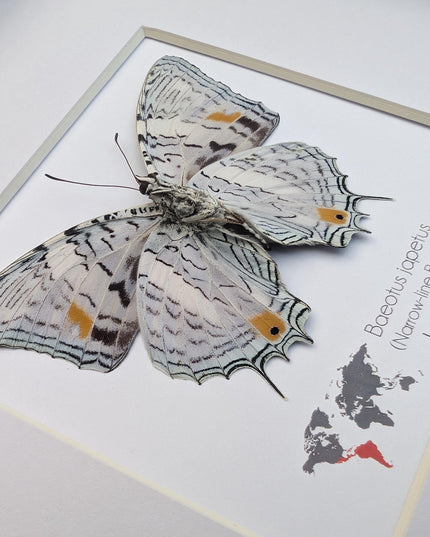 Framed bluemark butterfly, taxidermy wall decor, entomology gift (8x8)