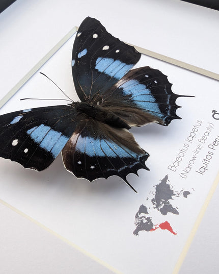 Framed baeotus japetus butterfly, taxidermy entomology wall decor (8x8)
