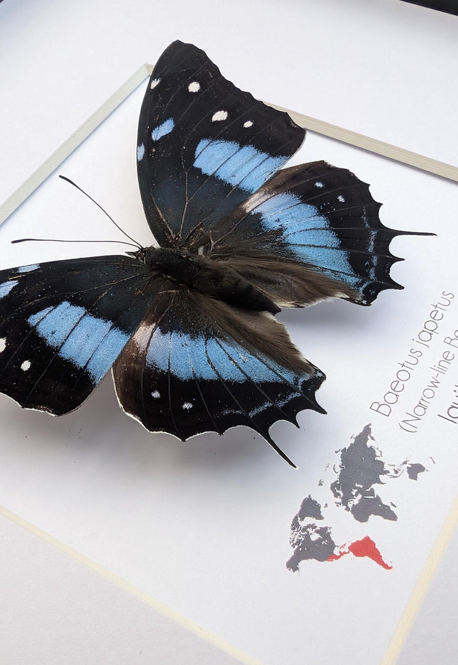 Framed baeotus japetus butterfly, taxidermy entomology wall decor (8x8)