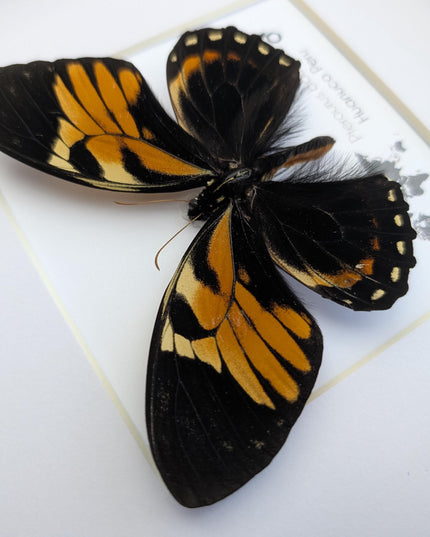 Framed bacchus swallowtail butterfly taxidermy: ethically sourced nature art (8x8)