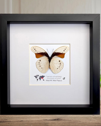 Rare male of schoenberg's owl butterfly: cream & orange entomology art (8"x8")