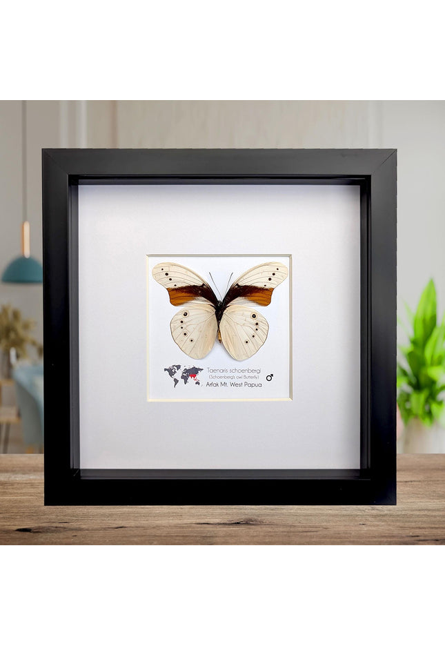 Rare male of schoenberg's owl butterfly: cream & orange entomology art (8"x8")