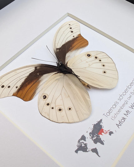 Rare male of schoenberg's owl butterfly: cream & orange entomology art (8"x8")