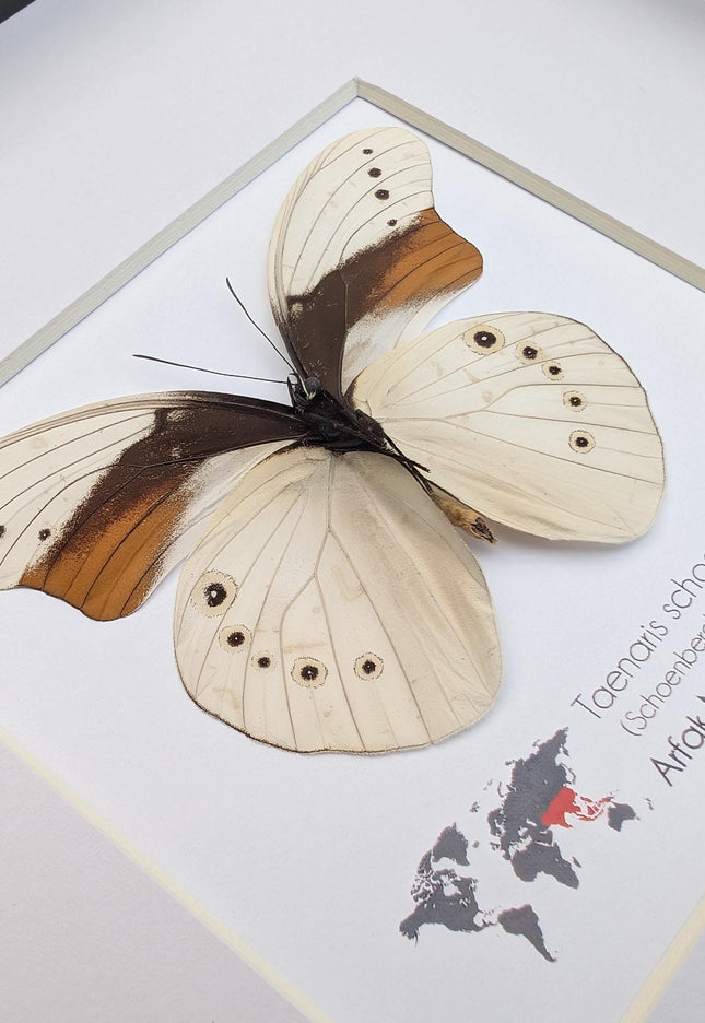 Rare male of schoenberg's owl butterfly: cream & orange entomology art (8"x8")