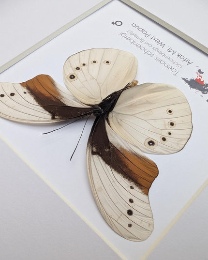 Rare male of schoenberg's owl butterfly: cream & orange entomology art (8"x8")