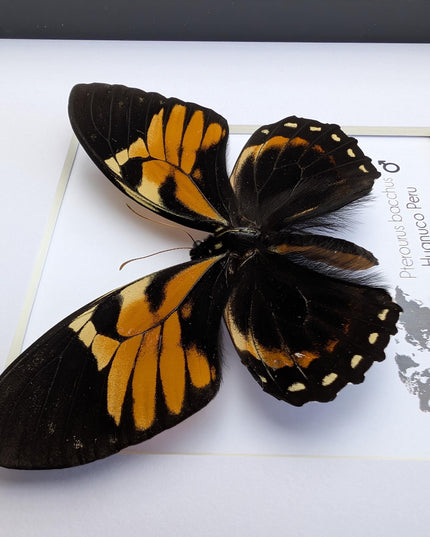 Framed bacchus swallowtail butterfly taxidermy: ethically sourced nature art (8x8)